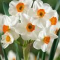 Нарцисс Многоцветковый