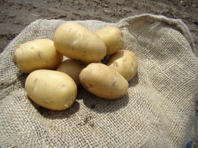 картофель крепыш