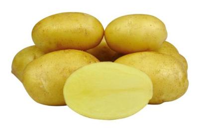 картофель королева анна