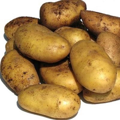 картофель брянский деликатес