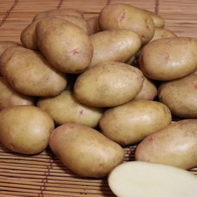 картофель великан